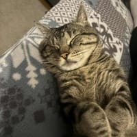 Ramsés, chat à adopter