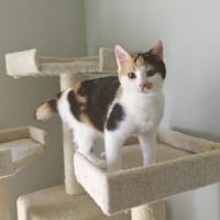 Roos, poezen ter adoptie