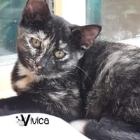 VIVICA, chatte à adopter