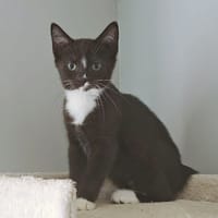 Jack, katers ter adoptie