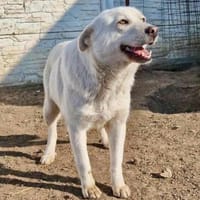 Sina sucht pfötchenringend..., Hündin zur Adoption