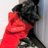 Süße kleine Lucy sucht Zuhause, Hündin zur Adoption