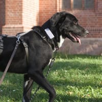 Mogli - ein sanfter Träumer, Hund zur Adoption