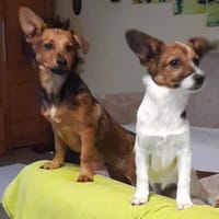 ✨ Clein  kleiner Schatz sucht, Hund zur Adoption