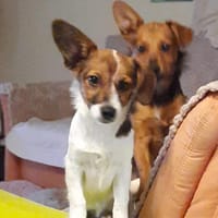Cristal  4 Monate jung, Mischlingsmädch, Hündin zur Adoption