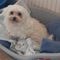 Mano in 27478 Cuxhaven #, Hündin zur Adoption