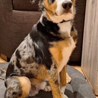 Wojtek - ist bewegungsfreudig, Hund zur Adoption