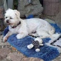 Elsa sucht liebevolles Zuhause, Hündin zur Adoption