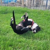 Mira - Pechvogel, Hündin zur Adoption