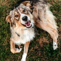 Lieber Ricky sucht seine Menschen, Hund zur Adoption