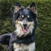 Archie - wartet in 45549 Sprockhövel, Hund zur Adoption