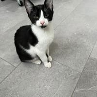 Mikesch auf Pflegestelle in Duisburg, Kater zur Adoption