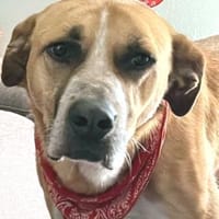 Aranel : Grosser Schatz sucht Kuschelpla, Hund zur Adoption