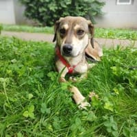 Nalla  kleine Lady sucht großes Glück!, Hündin zur Adoption
