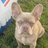 Porsche- unser Sonnenschein ☀, Hündin zur Adoption