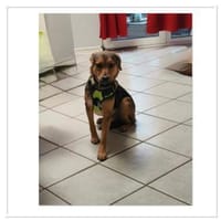 Michel auf Pflegestelle 59199 Bönen, Hund zur Adoption