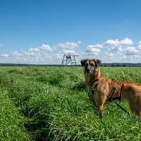 Hündin YUKI sucht ihr Zuhause!, Hündin zur Adoption