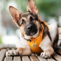 Besondere Deya sucht seine Familie, Hündin zur Adoption