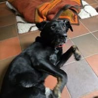 Friedbert lässt die Sonne scheinen, Hund zur Adoption