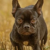 Aston unser Herzenbrecher, Hund zur Adoption