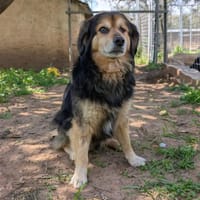 Rocky sucht ein einfühlsames Zuhause, Hund zur Adoption