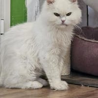 AZIZA - liebt es zu schmusen!, Katze zur Adoption
