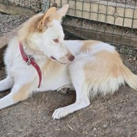 Die schöne Linda sucht ihre Familie, Hündin zur Adoption