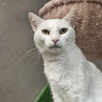 NIEVE - aufgeschlossenes Katzenmädchen!, Katze zur Adoption