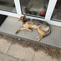 🐾 Bella  Schäferhund-Mix sucht Sie, Hündin zur Adoption
