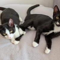 Kittenbrüder Antonio & Bandit, Kater zur Adoption