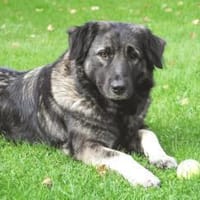 MILLA - sanfte&verschmuste Hundedame, Hündin zur Adoption