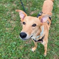 Keylam wartet auf dich!, Hund zur Adoption