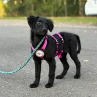 💕Trixie💕sucht ein liebevolles Zuhause, Hündin zur Adoption