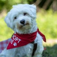 Lieber, lernwilliger Arlo, Hund zur Adoption