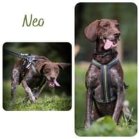 Neo wartet in 75177 Pforzheim, Hund zur Adoption