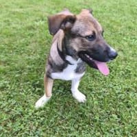 Liebevolle Familie für Amadeus gesucht, Hund zur Adoption