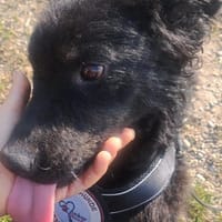 Orlando sucht sein Für-immer-Zuhause, Hund zur Adoption