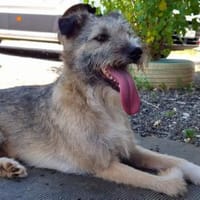 RUFUS - ein so lieber Kerl, Hund zur Adoption