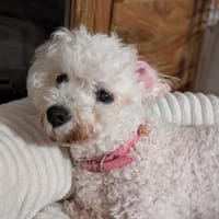 Kevin in 80798 München °, Hund zur Adoption