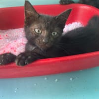 CACAO, chat à adopter
