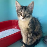 TOKYO, chatte à adopter