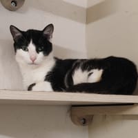 IJUJU, chatte à adopter
