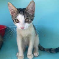 BOGOTA, chatte à adopter