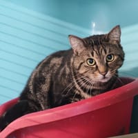 JOEL, chat à adopter