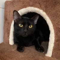 Nelly, chatte à adopter