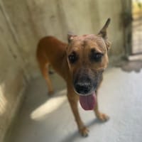BINGO, chienne à adopter