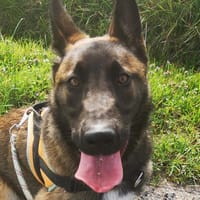RAIKA, chienne à adopter