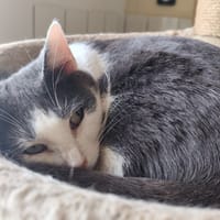 IFLOFLO, chatte à adopter