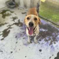LOTO, chien à adopter