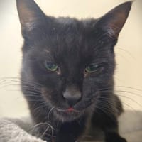 ITWITWI, chatte à adopter